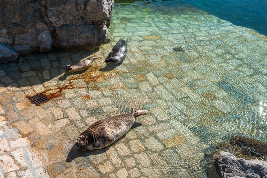 Три тюленя почиват на плочника в чиста вода.